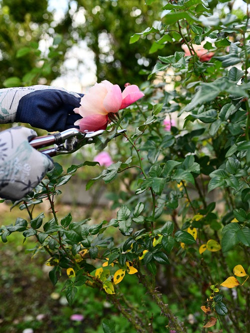 秋バラの花後の管理などなど、、