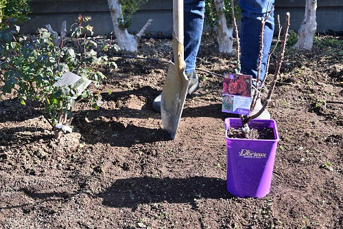 大苗（裸苗）が届いたら　庭植えの場合