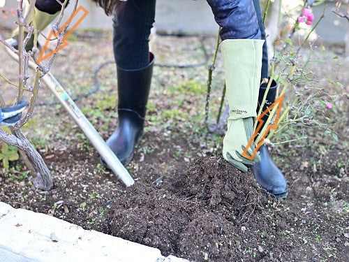 庭植のバラの移植（庭植→鉢植えへ）