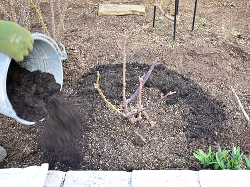 庭植えのバラの土づくり