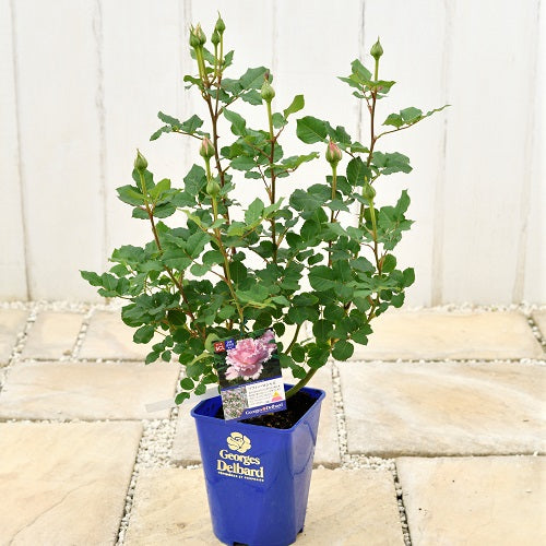 「開花苗」のはなし