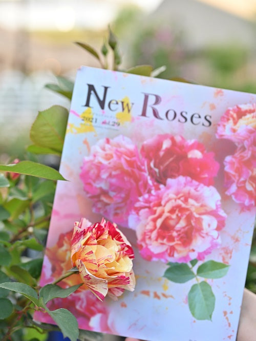 バラ専門誌『NewRoses』2021春号　販売開始です！