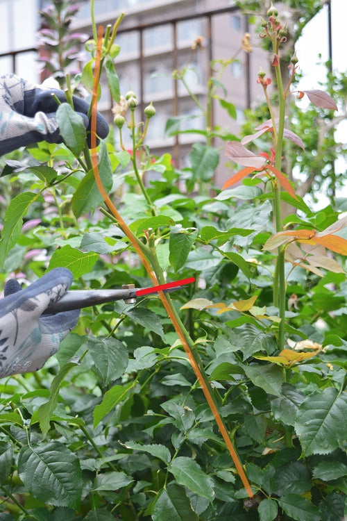 春の花後の切り戻し、最終