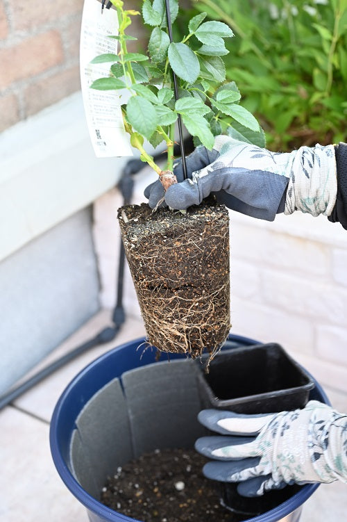 「新苗」の植え付け、今からでも全然OK!