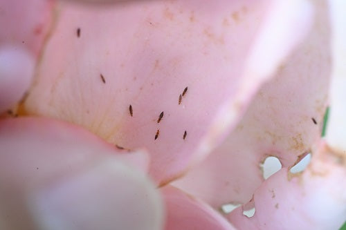 せっかく2番花が咲いたのに、、