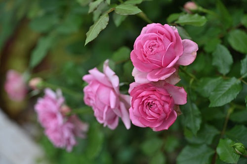 6月、2番花の様子や管理いろいろ・・