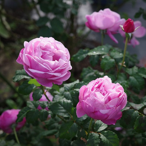 秋バラが開花しています