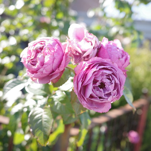 秋バラ開花は続きます、、