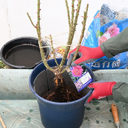 大苗（裸苗）の植え付け作業　鉢植え編