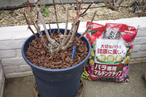 鉢植えバラにマルチングチップ