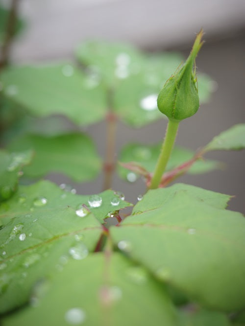 雨上がりのつぼみたち・・