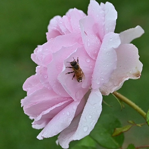 満開時の長雨は、ツライものがありますが・・・