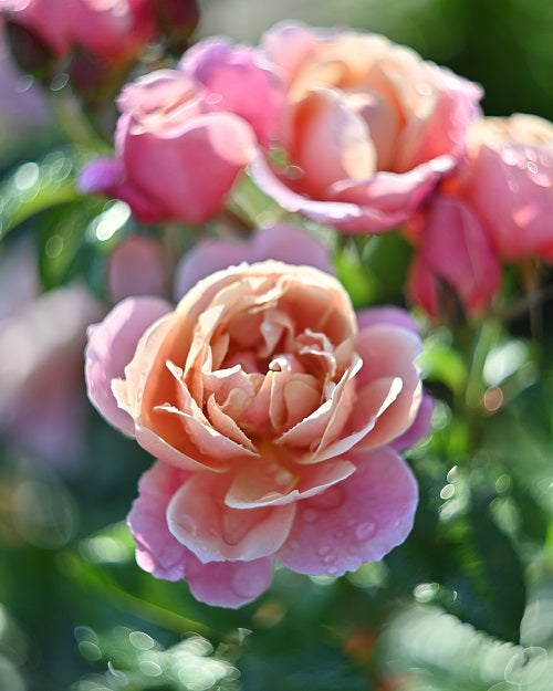 遅咲き品種の開花と早咲き品種の二番花！