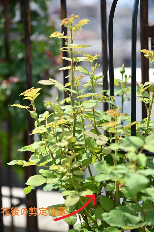 オベリスク仕立ての花後の剪定その後