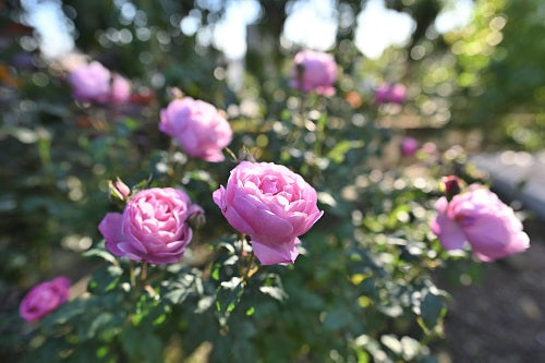 秋バラの開花が始まりました