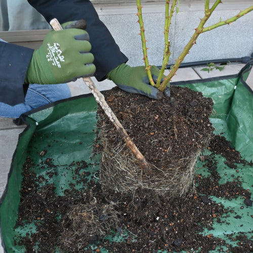 鉢植えの「アメリ・ノートン」の土替えと冬剪定