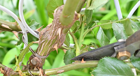 花後の「枝抜き」も効果的