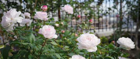 秋バラの開花状況