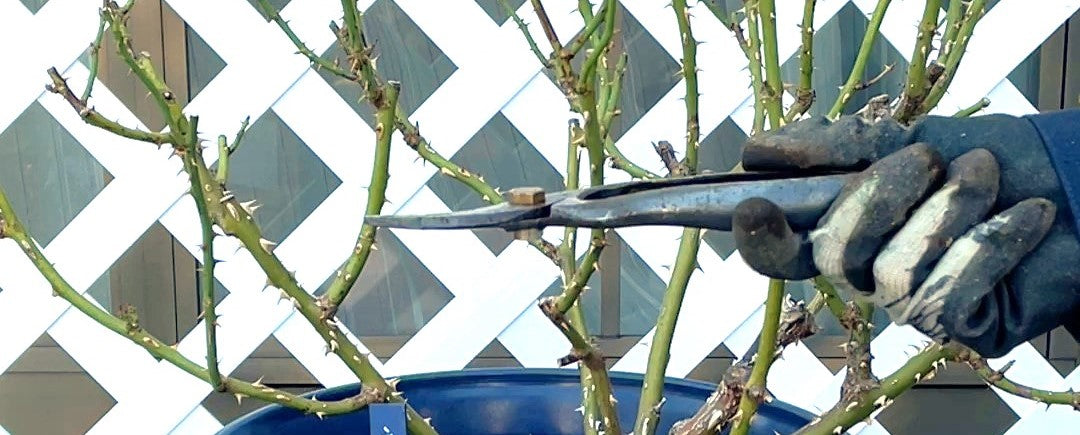 鉢植えのラ・ドルチェ・ヴィータの冬剪定