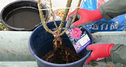 大苗（裸苗）が届いたら　鉢植えの場合