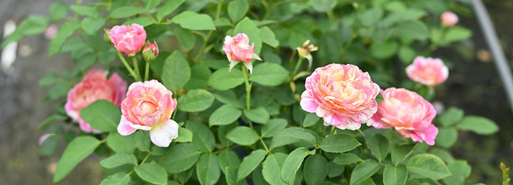 農場の２番花の様子など