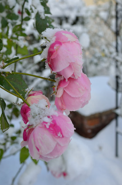 雪の中のビエ・ドゥー