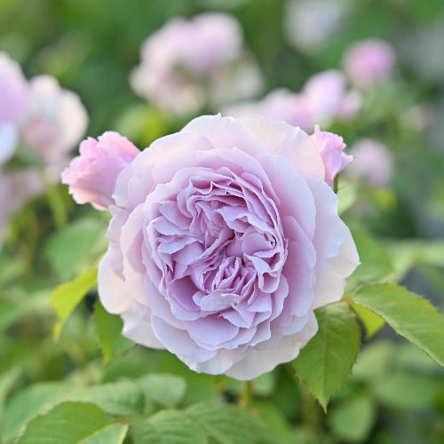 【ヘブンシリーズ】レミエル【お一人様1点限り】