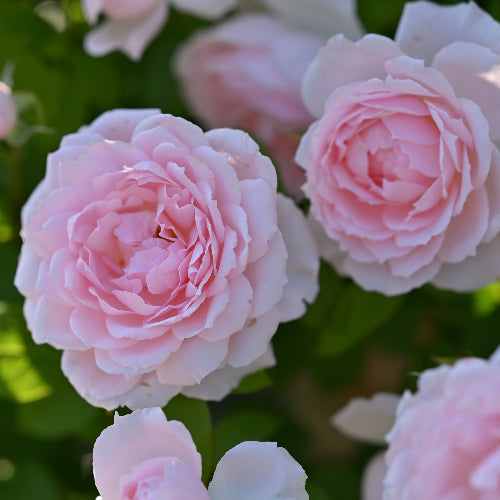 ベル・ドゥ・プロバンス【お一人様1点限り】