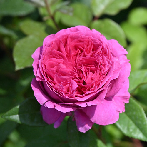 エメトワ【お一人様1点限り】