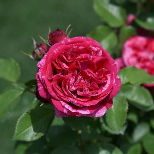 ベルト・モリゾ【お一人様1点限り】