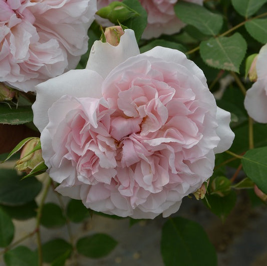 新着商品 はなはなショップ