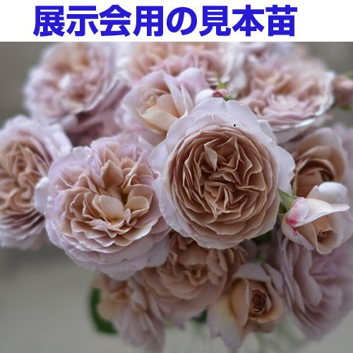 【展示会用の見本苗】パニエ（2574M）