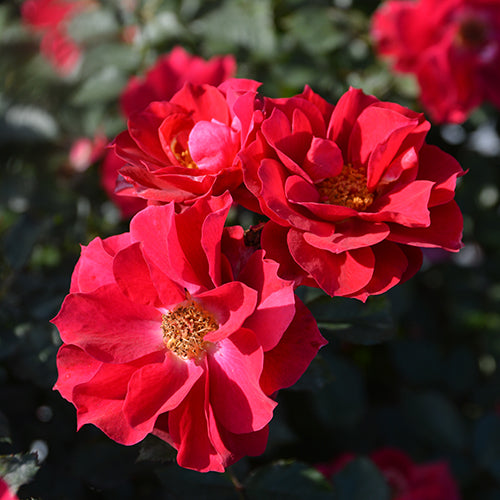 風姿花伝 紅【一回のご注文につき1本まで】