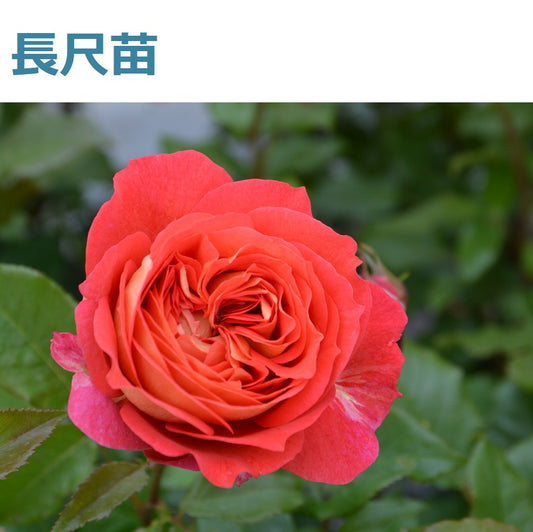 アルゴノーツ（長尺苗）