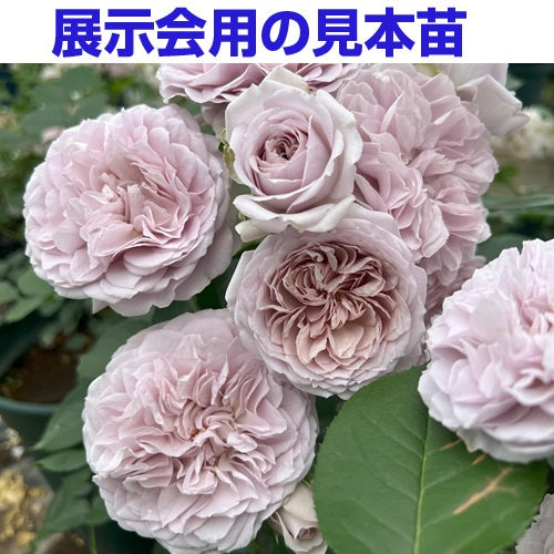 【展示会用の見本苗】ル・ソワール（2551M）