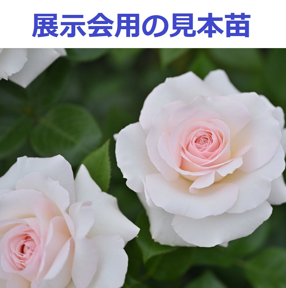 新着商品 – はなはなショップ