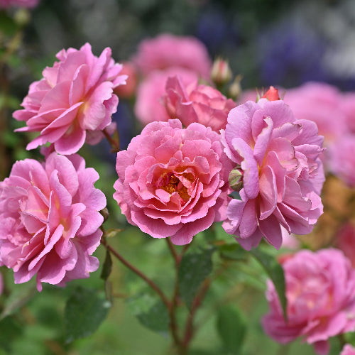 グロッグ【お一人様1点限り】