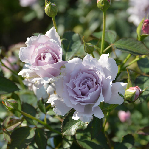 はなはなショップ