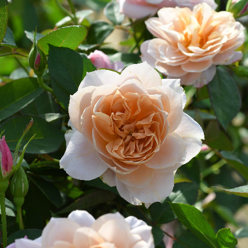 うののさらら【お一人様1点限り】 – はなはなショップ