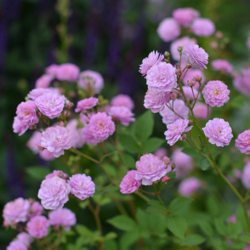 リュネビル【お一人様1点限り】