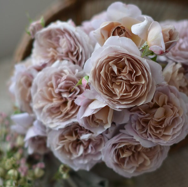 【展示会用の見本苗】パニエ（2574M）