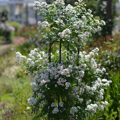 ローズ・ドゥ・メルスリー – Page 2 – はなはなショップ