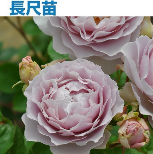 長尺苗】ヴィオレット(28394) – はなはなショップ 長尺苗】ヴィオレット(28394) – はなはなショップ
