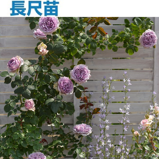 長尺苗】ヴィオレット(28394) – はなはなショップ 長尺苗】ヴィオレット(28394) – はなはなショップ
