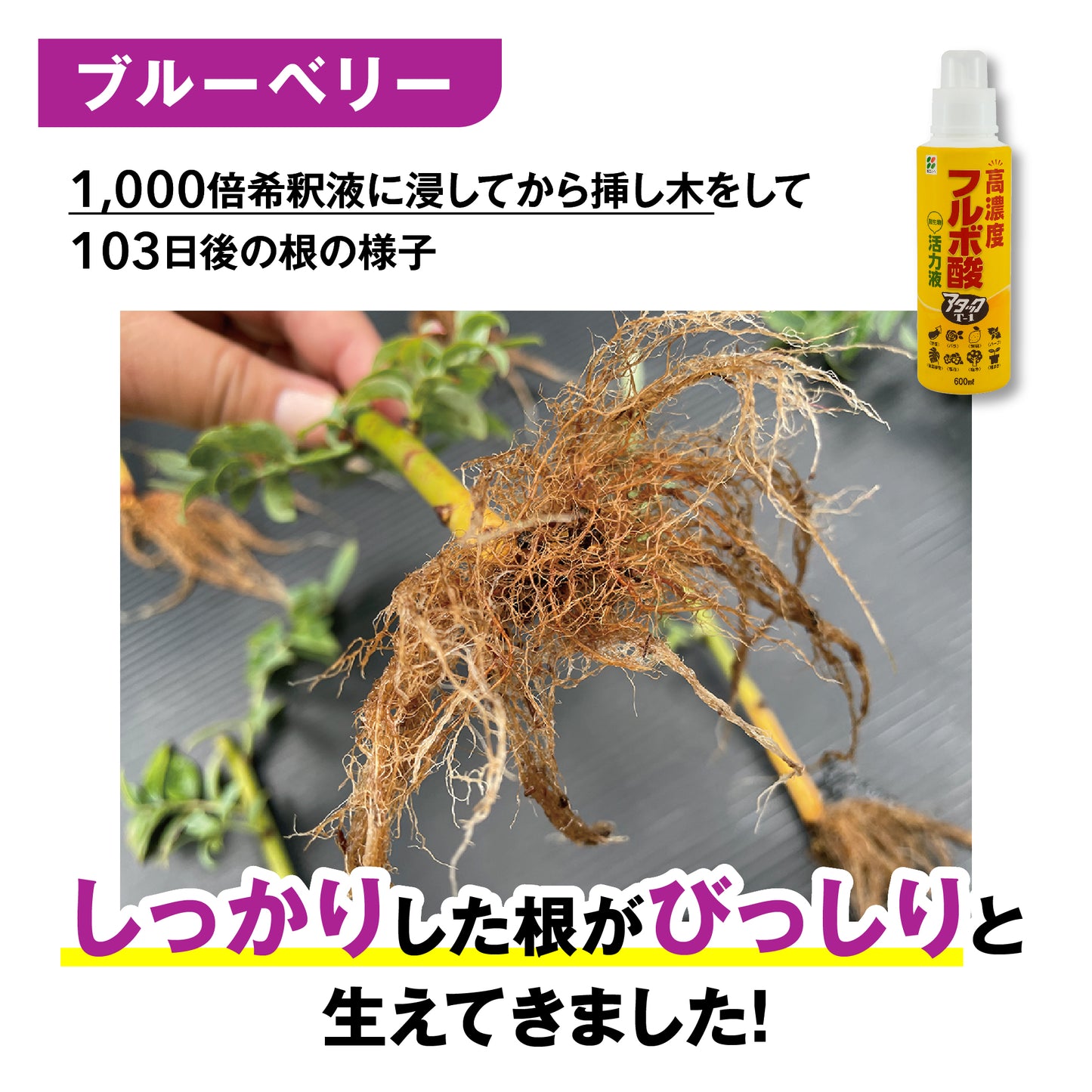 高濃度フルボ酸活力液 アタックT-1