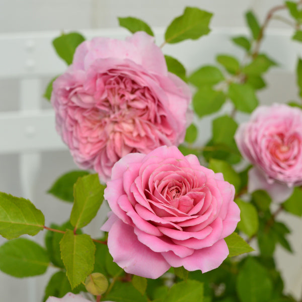 バラ 薔薇 バラ苗 ローブアラフランセーズ 苗 苗木 希少‼️ つる性 河本バラ園 -