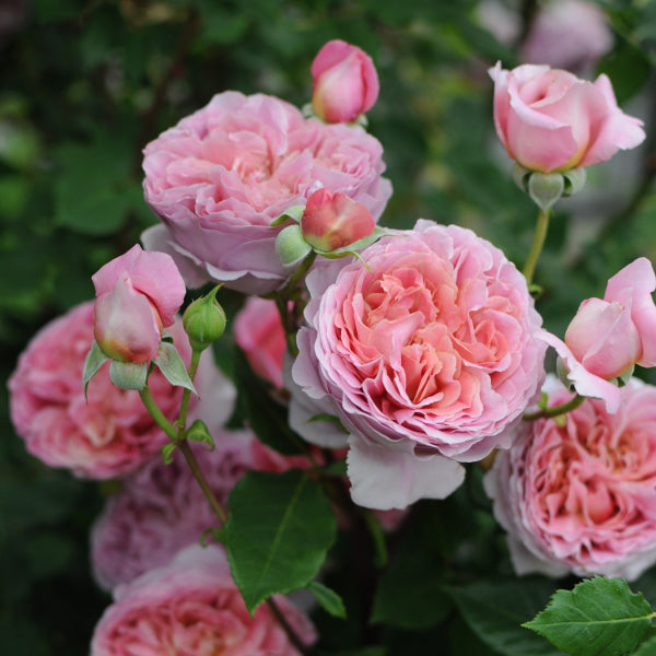 バラ 薔薇 バラ苗 ローブアラフランセーズ 苗 苗木 希少‼️ つる性 河本バラ園 - 植物/観葉植物