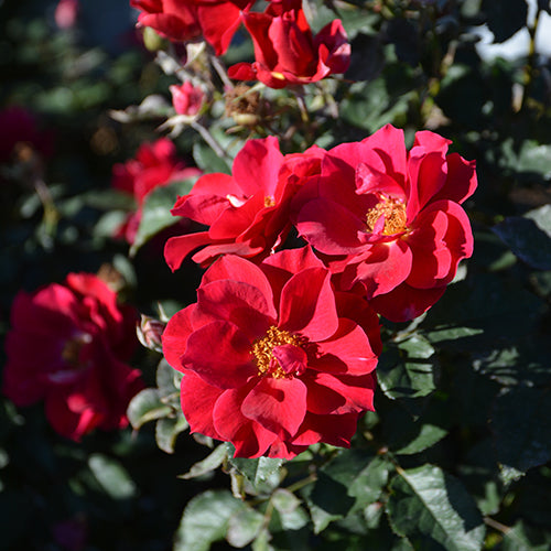 風姿花伝 紅【一回のご注文につき1本まで】