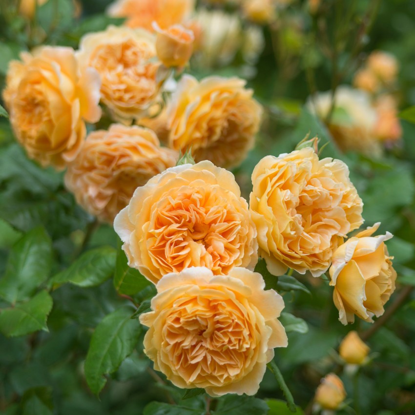 クラウン・プリンセス・マルガリータ（Crown Princess Margareta）開花苗