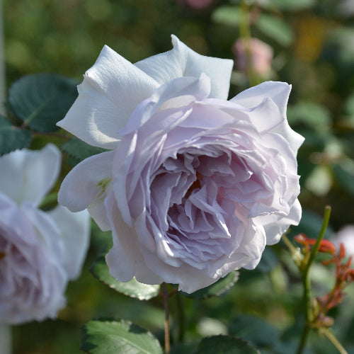 はなはなショップ